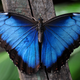 Illustration for article titled How Nanoscale Optics Create Natures Most Dazzling Colors